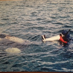 Krov filming Right Whale's head