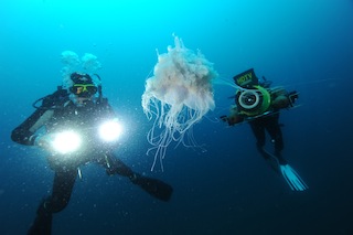 Krov lighting jellyfish Mozsm