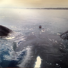 Krov with Right Whale